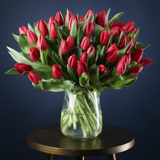50 Rote Tulpen