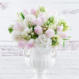 Tulpen Hyazinthen