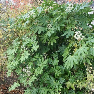 Fatsia japonica