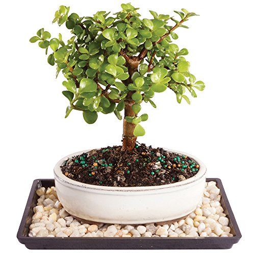 Bonsai Jade Plant
