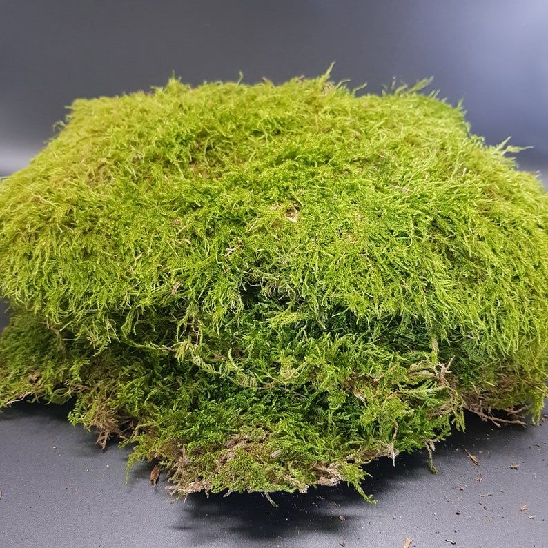 250g living flat moss