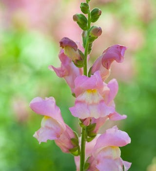 Antirrhinum majus 'Appleblossom'