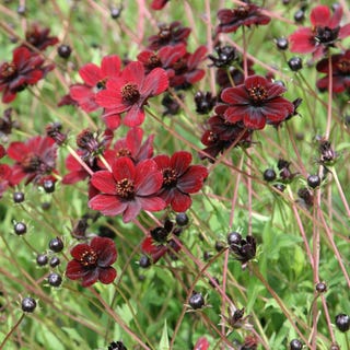 Cosmos atrosanguineus