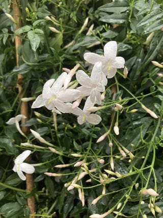 Beautifully Fragrant White Jasmin Plant 