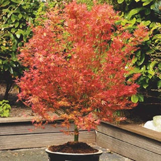 Acer palmatum 'Wilson's Pink Dwarf'