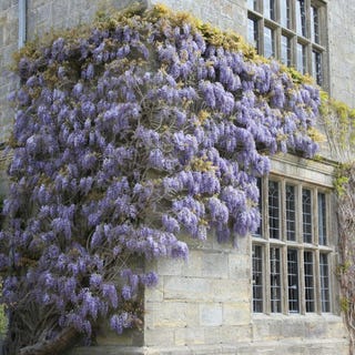 Wisteria sinensis