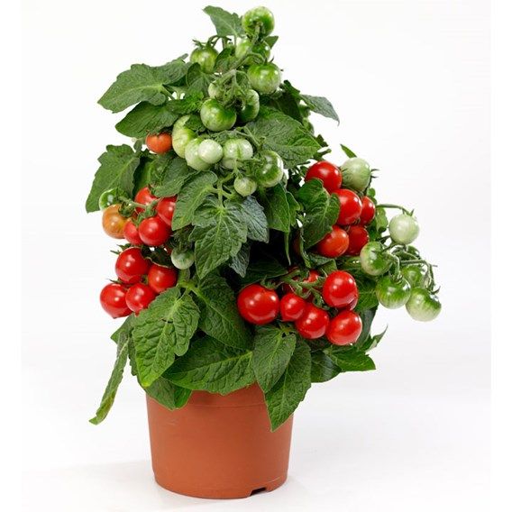 Tomato Plant - F1 Ponchi-Fa