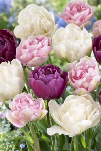 Double Pink Tulip Mix