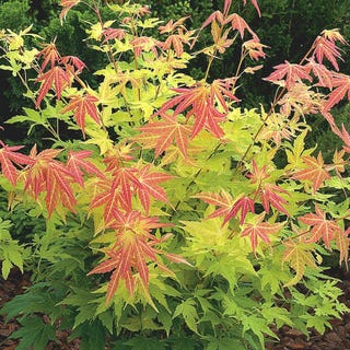 Acer palmatum 'Orange Dream' Japanese maple