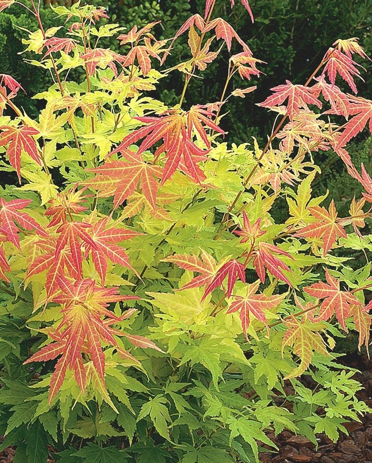 Acer Palmatum 'Orange Dream' Japanese Maple