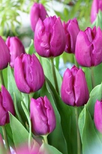 Purple Prince Tulip