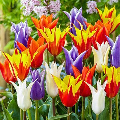 Lily Tulips Mix