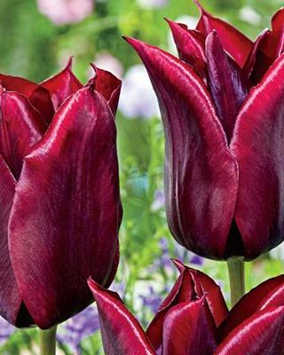 Lasting Love Lily Flowering Tulip