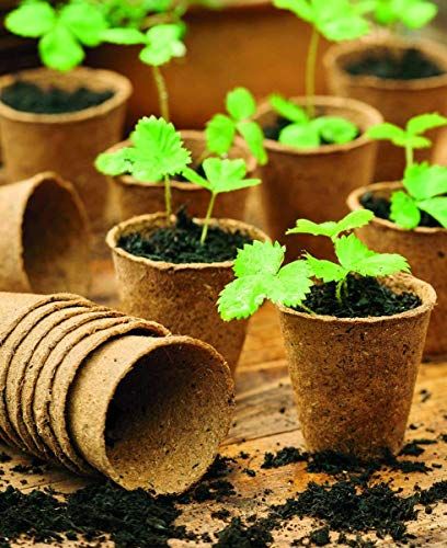 Seed pots deals