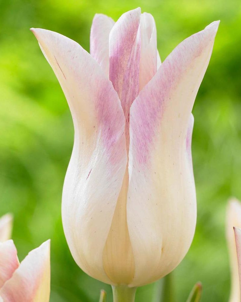  Elegant Lady Lily-Flowering Tulip
