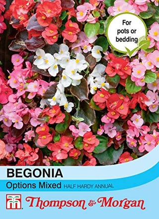 Begonia Semperflorens Options Mixed