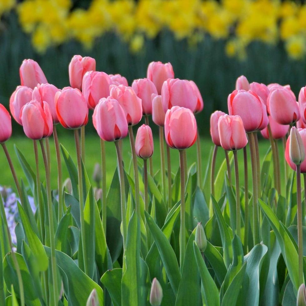 Tulip 'Pink Impression