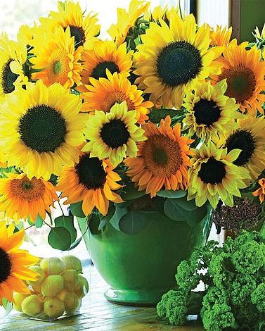Sunflower 'Van Gogh'