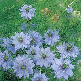 Nigella damascena 'Miss Jekyll'