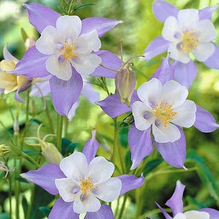 Aquilegia caerulea