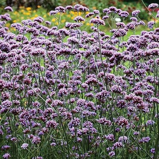 Verbena bonariensis