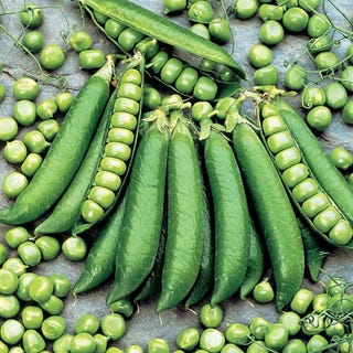 Pea Seeds - Proval