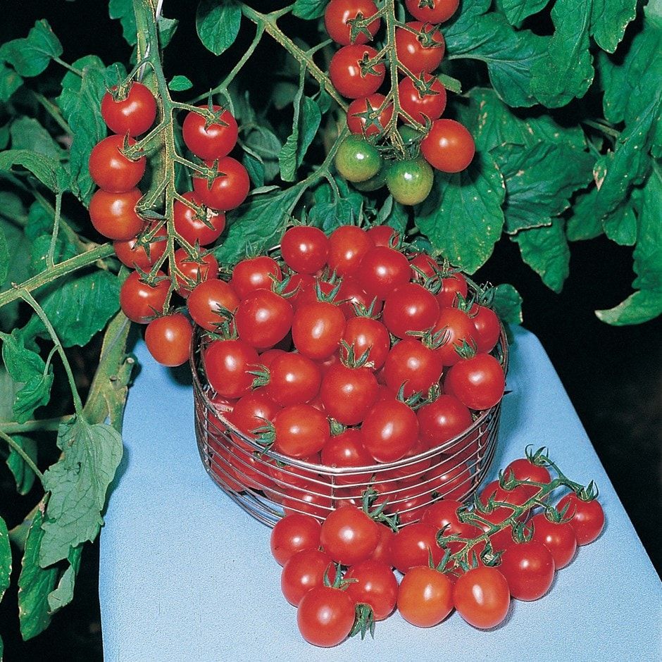 cherry tomato or Solanum lycopersicum'Gardeners Delight'