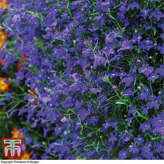 Lobelia pendula 'Monsoon'