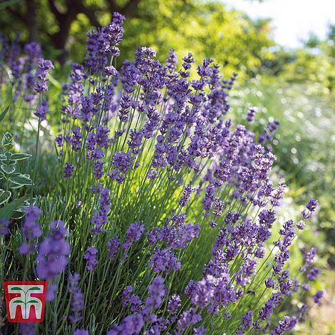 How To Dry Lavender - BBC Gardeners World Magazine