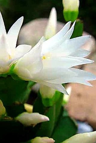 White Easter Cactus, 6-inch pot