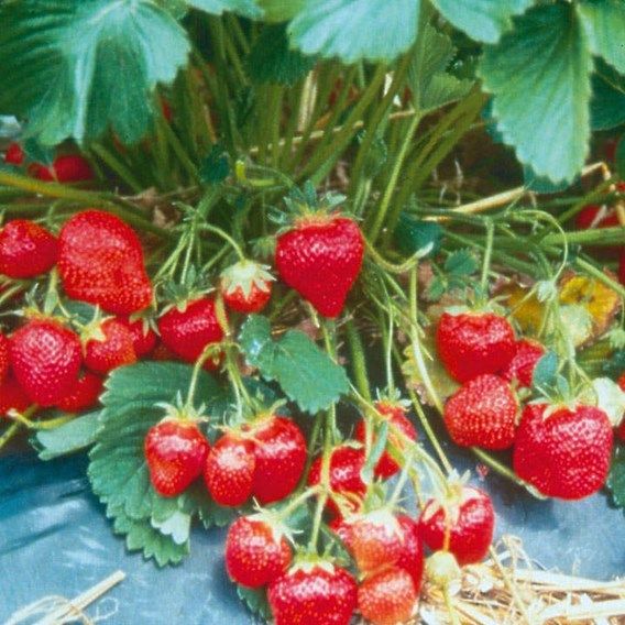 Strawberry Plants - Marshmello