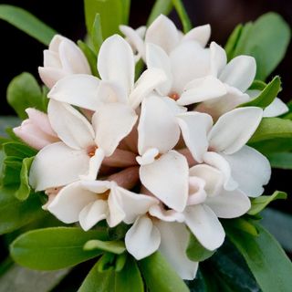 Daphne × transatlantica Perfume Eternal ('Blafra')
