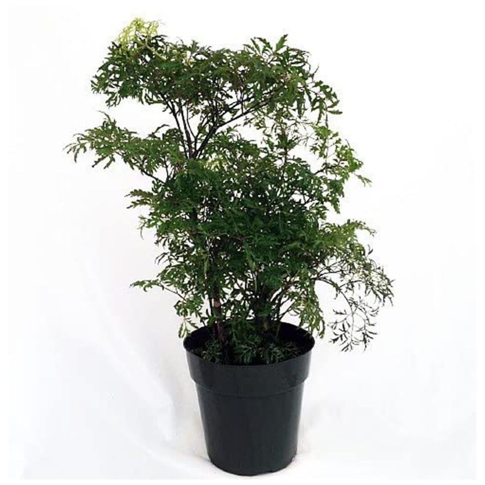 Ming Aralia Pre-Bonsai Tree