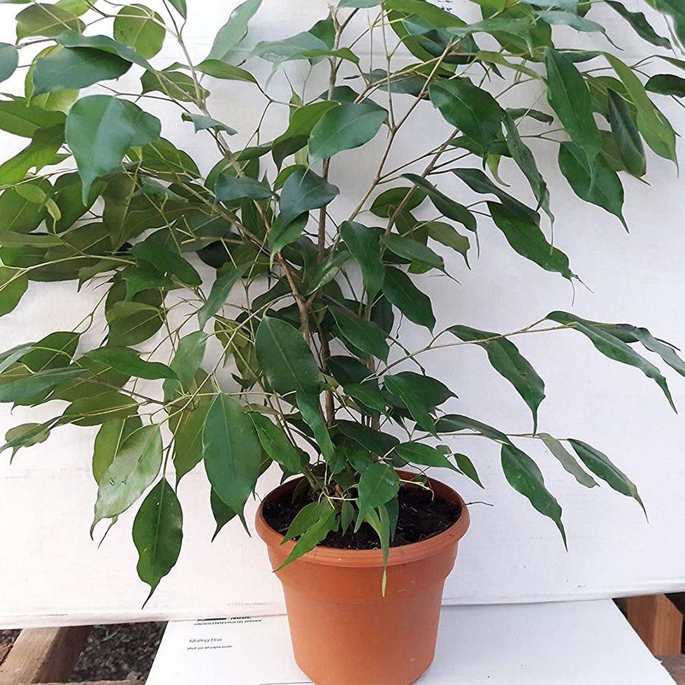 Weeping Fig Tree 