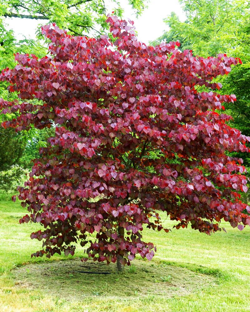 Merlot Redbud Tree