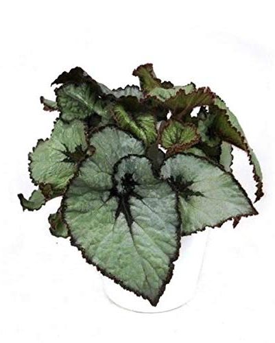 Begonia Rex Escargot House Plant