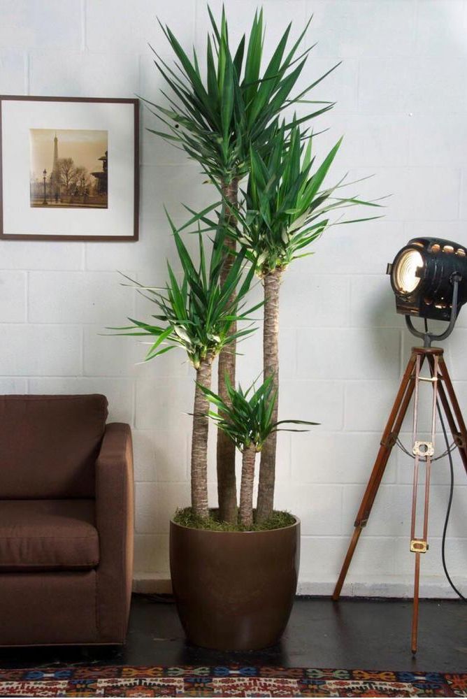 Yucca plant: Easy care and low maintenance