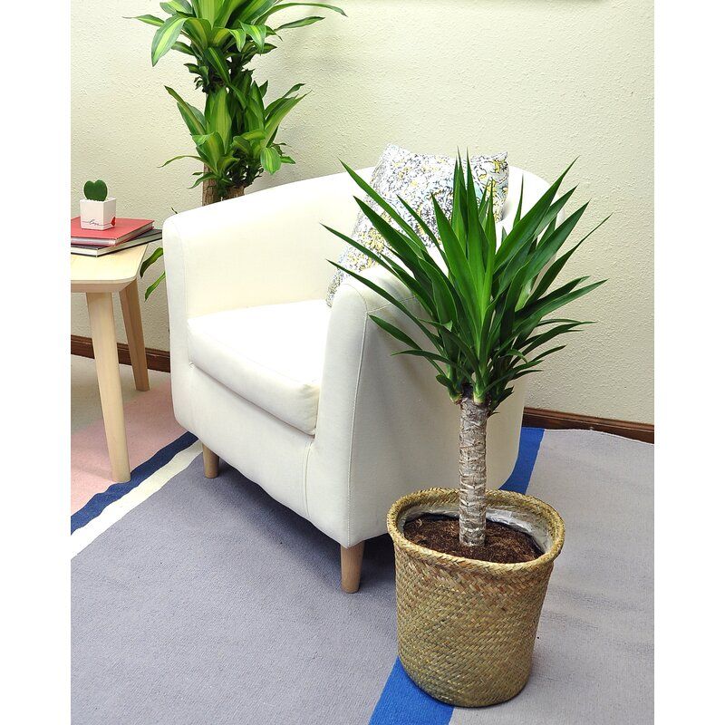 Yucca Plant, 24-inch in Basket