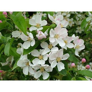 Blossom Trees For The Garden Crabapple Tree Cherry Blossom Tree