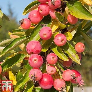 Crab Apple 'Adirondack'