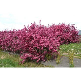 Crab Apple 'Prairifire'