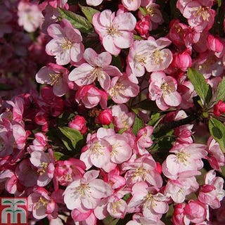 Crab Apple 'Coralburst'