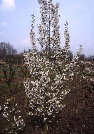 Prunus Snow Goose Cherry Blossom Tree