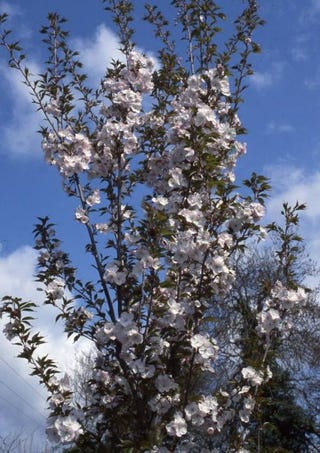 'Sunset Boulevard' Cherry Blossom Tree