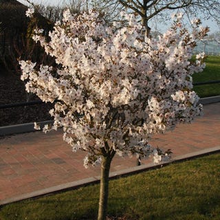 Prunus 'The Bride'