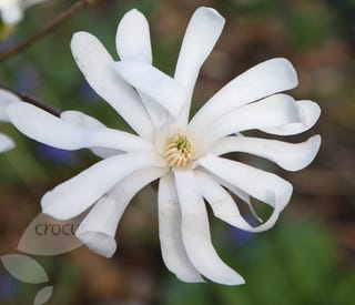 Magnolia stellata