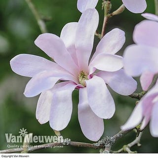 Magnolia stellata 'Rosea'