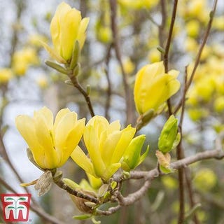 Magnolia x brooklynensis 'Yellow Bird'