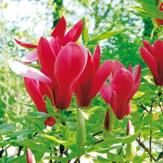 Magnolia liliiflora Plant - Nigra