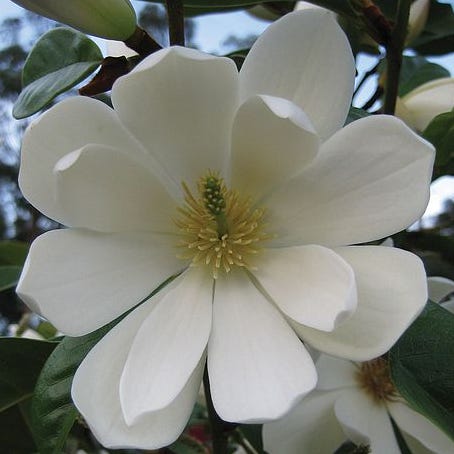 Magnolia 'Fairy Cream'